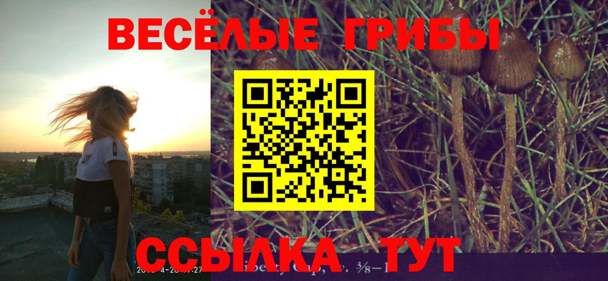 Азнакаево  Псилоцибиновые грибы MAGIC MUSHROOMS  Вход с VPN  Псилоцибиновые грибы GOLDEN TEACHER 